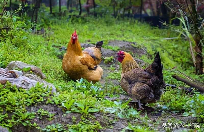 農村有什么好的創業項目-農村致富項目大全-專在家創業網