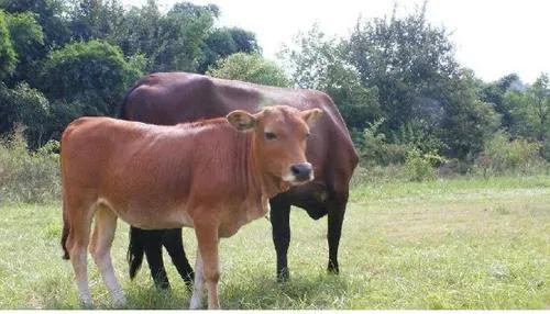 十個不用擔心銷路的養殖項目(1)一般人我不告訴他，看完請收藏