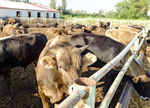 5個農村辦廠項目 2022年最適合農村發展的項目-專在家創業網