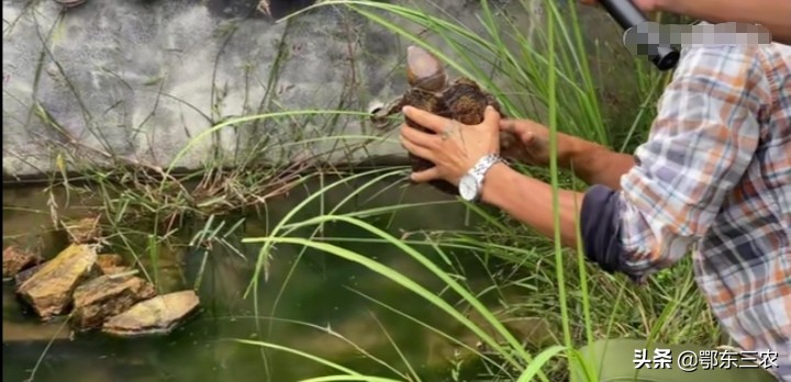 農村大學生放棄年薪30萬,回家搞生態養殖,一年純收100萬