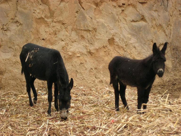 農村三個走上致富的養殖項目，投入成本少，很適合窮人創業