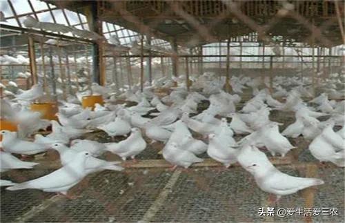 一千元 怎么創(chuàng)業(yè)？四個1000元創(chuàng)業(yè)項目-專在家創(chuàng)業(yè)網(wǎng)