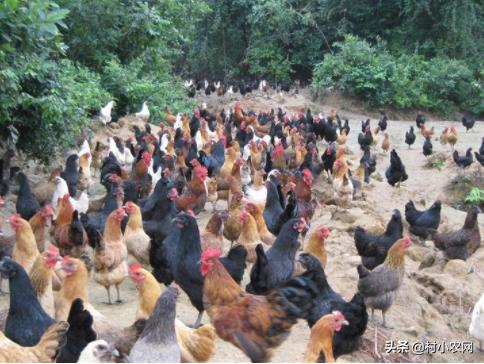 農村創業干啥最賺錢？這12個農村致富好項目，你值得一試