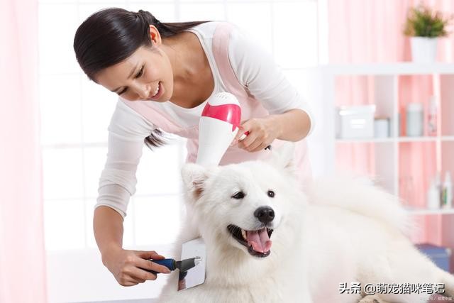 想做寵物行業怎么入門（零經驗開寵物店的流程）-專在家創業網