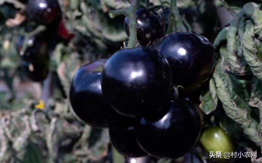 農村人在家創(chuàng)業(yè)有什么好項目?9個適合農村創(chuàng)業(yè)好項目-專在家創(chuàng)業(yè)網