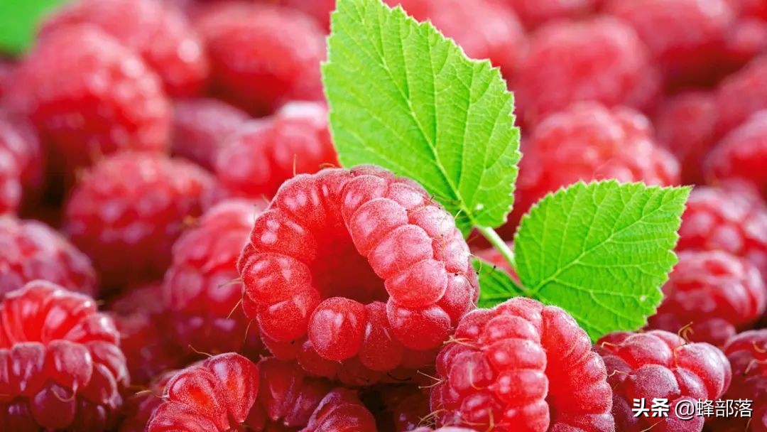 2021年農村發展,這些項目投資不多利潤高,管理好賺50萬是可能的