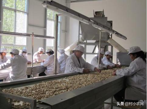 農村創業干啥好？這12個種植、養殖和加工項目，投資小掙錢快