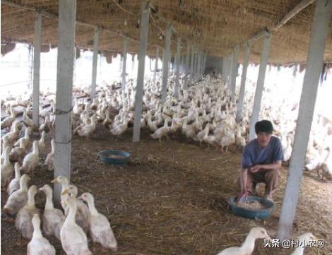 在農(nóng)村創(chuàng)業(yè),養(yǎng)殖啥投資小賺錢多?這6個(gè)項(xiàng)目搞好了就能多賺錢