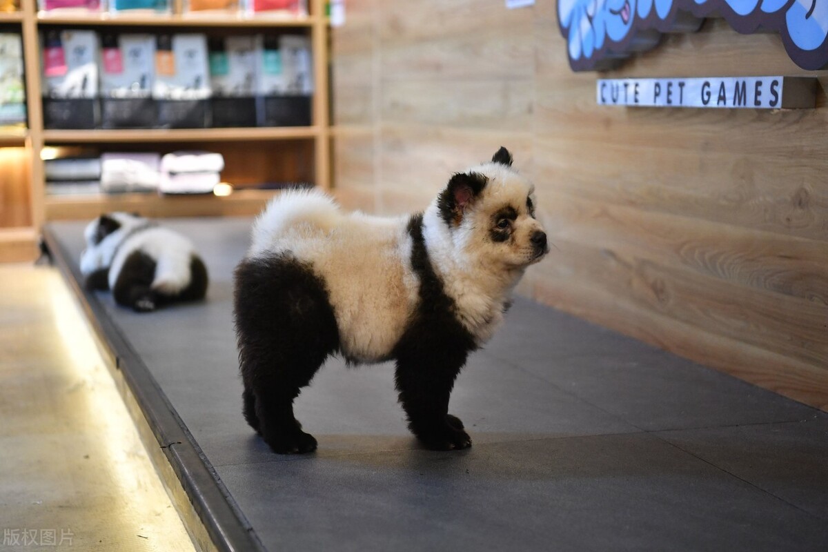 寵物店一年利潤怎么樣？看看寵物店活動案例分析-專在家創業網