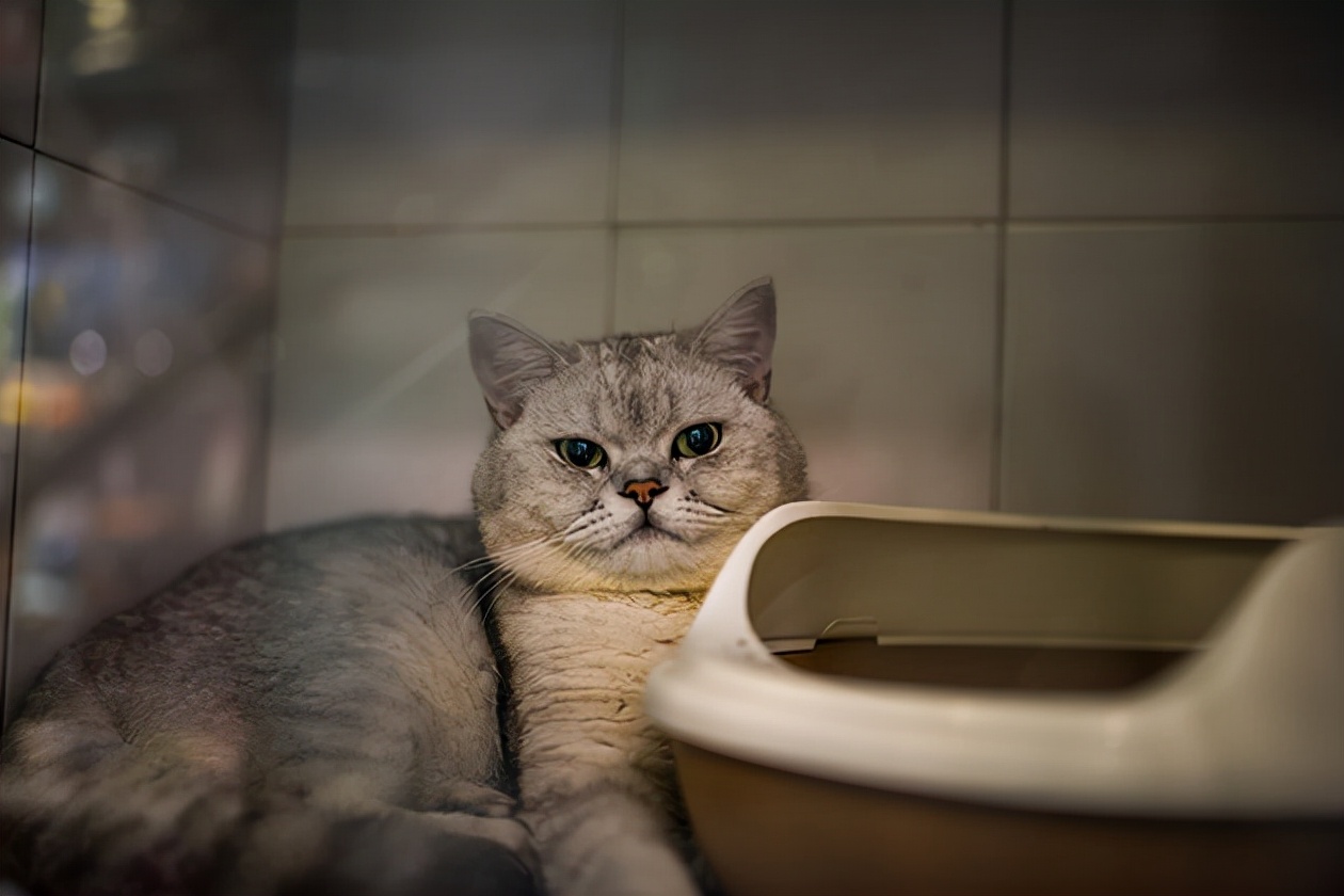 寵物店靠什么賺錢？寵物店七大經營模式-專在家創業網