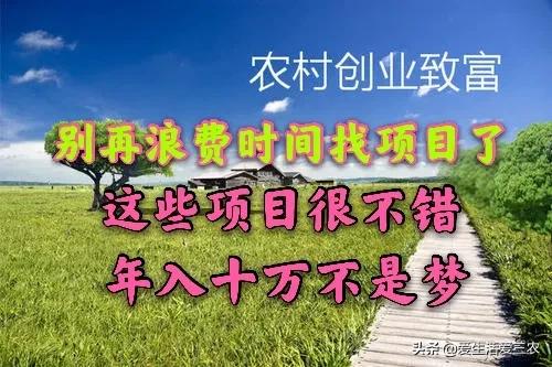 想在農(nóng)村創(chuàng)業(yè)有怕賠錢(qián)?來(lái)做這幾個(gè)很穩(wěn)妥的項(xiàng)目吧,建議收藏
