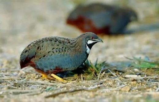 八個農(nóng)村好項(xiàng)目，想回村創(chuàng)業(yè)的速來看