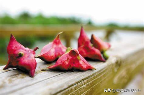 30個美麗鄉村盈利項目推薦