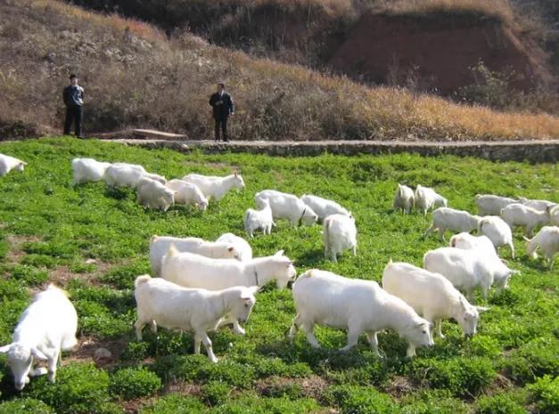 不想打工的農村人,回農村做什么比較合適呢?這些項目值得一試