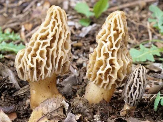 哪些種植項目不愁銷路？這些常見項目值得考慮，請收藏