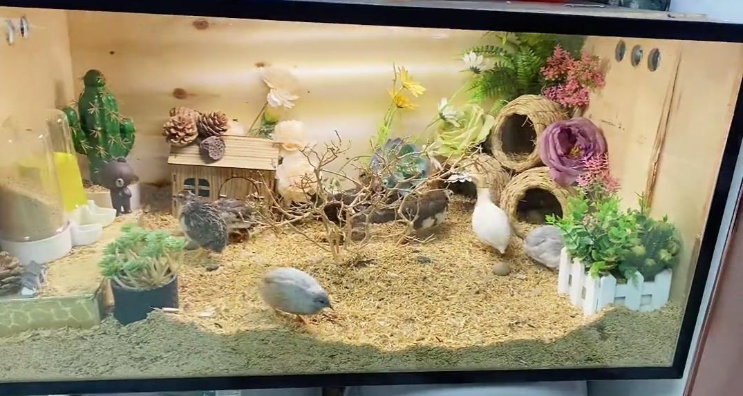 小美女客廳養一窩寵物雞一天撿蛋七八個，體重只有50克，大有可為