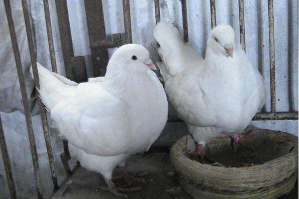 投資一萬以內的小生意（農村創業養殖新項目）-專在家創業網