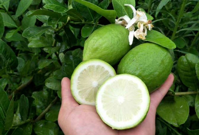 沁口香檸品牌致敬三八“她力量”  談談適合女性創業的項目