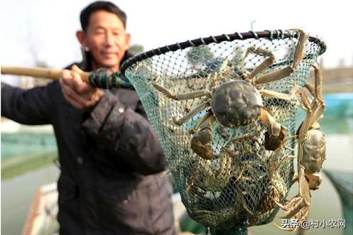 農村創業干啥好？這12個種植、養殖和加工項目，投資小掙錢快