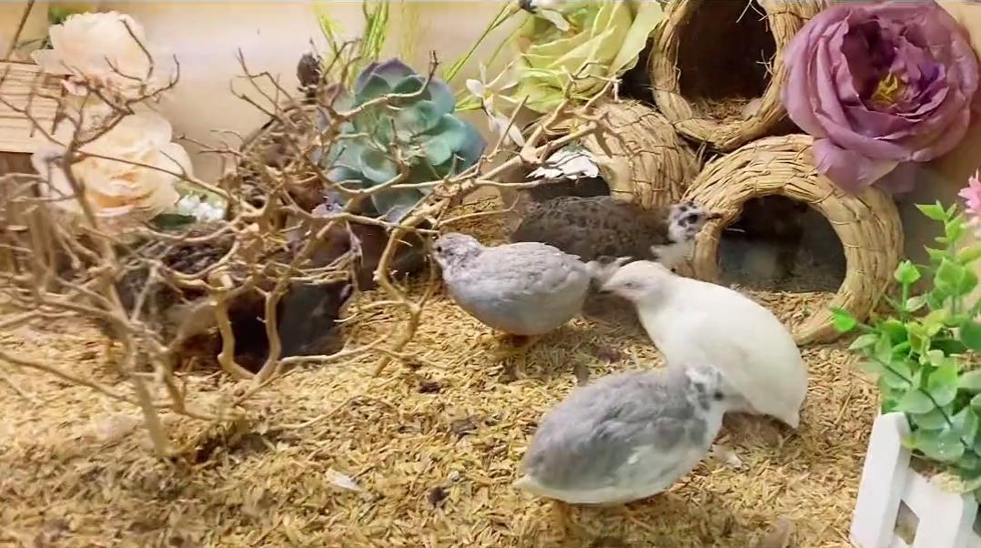 小美女客廳養一窩寵物雞一天撿蛋七八個，體重只有50克，大有可為