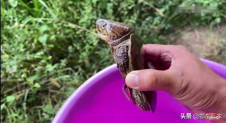 農村大學生放棄年薪30萬,回家搞生態養殖,一年純收100萬