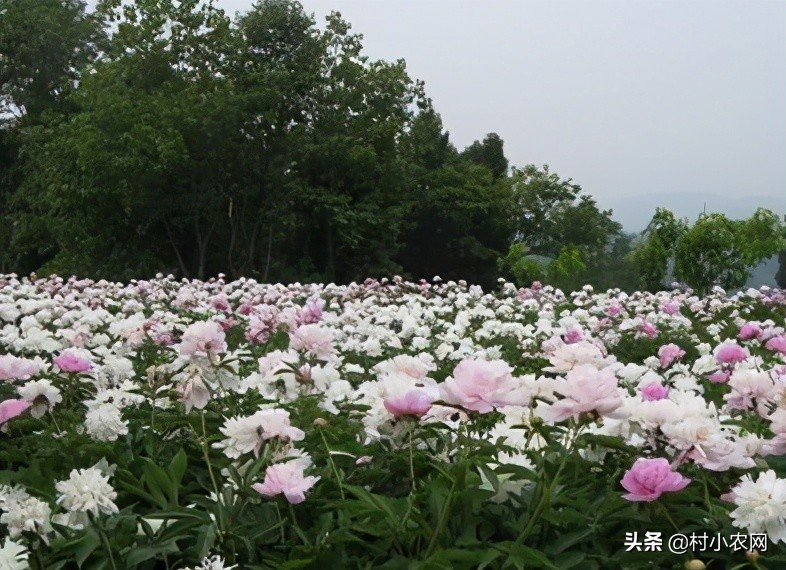 農村創業干啥最賺錢？這12個農村致富好項目，你值得一試