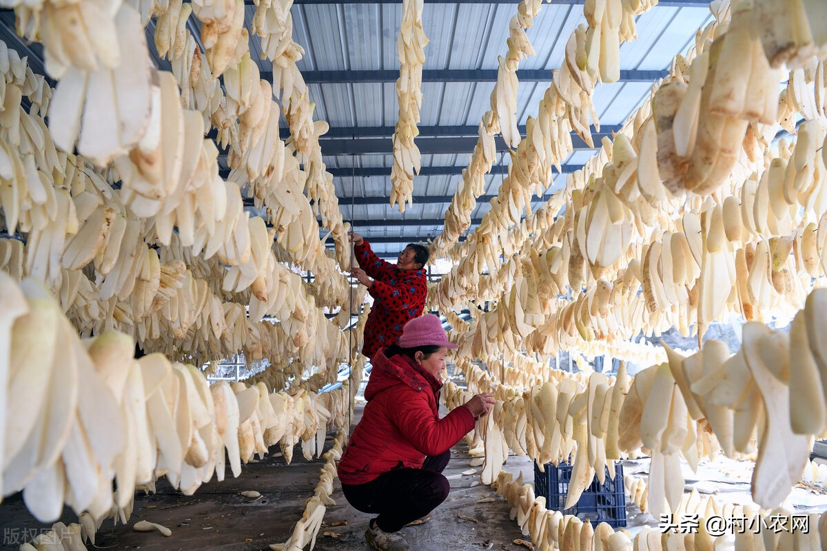農村創業干啥最賺錢？這12個農村致富好項目，你值得一試