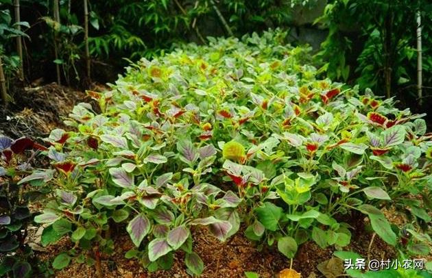 9個適合農村人的賺錢項目！想在農村創業的，你覺得哪個最掙錢？