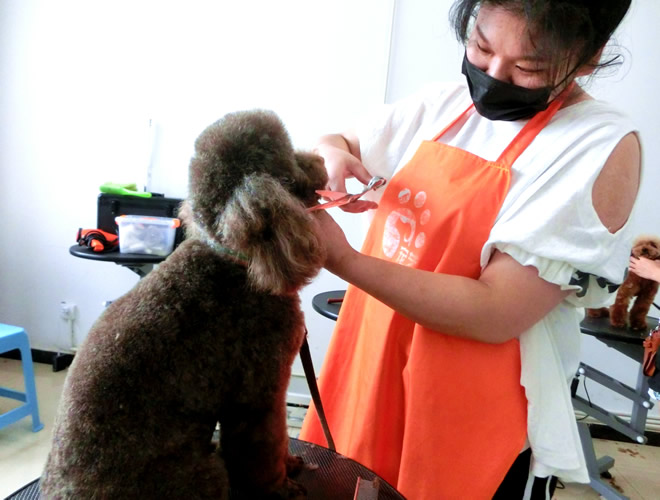 寵物店學徒多久能學會?寵物店學徒學習時間-專在家創(chuàng)業(yè)網(wǎng)