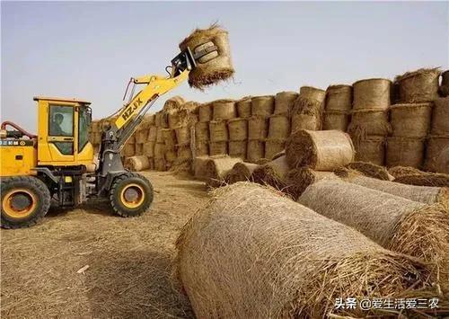 年輕人不想打工，回農村又不知道干什么？這八個項目值得考慮！