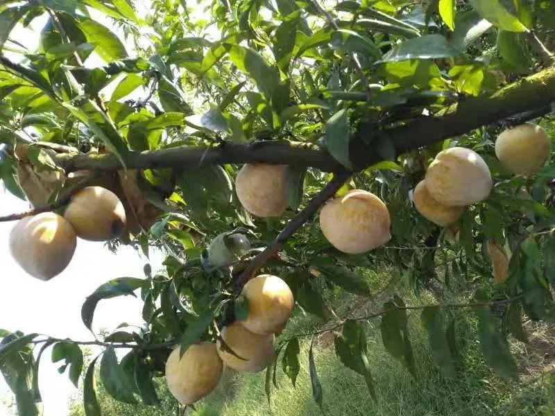 農(nóng)村創(chuàng)業(yè)要注意什么?你想知道的答案全都在這里,看看不吃虧