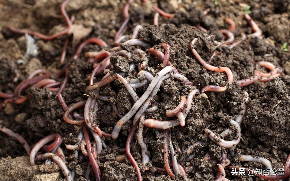 在家創(chuàng)業(yè)養(yǎng)殖有什么好項(xiàng)目-專在家創(chuàng)業(yè)網(wǎng)