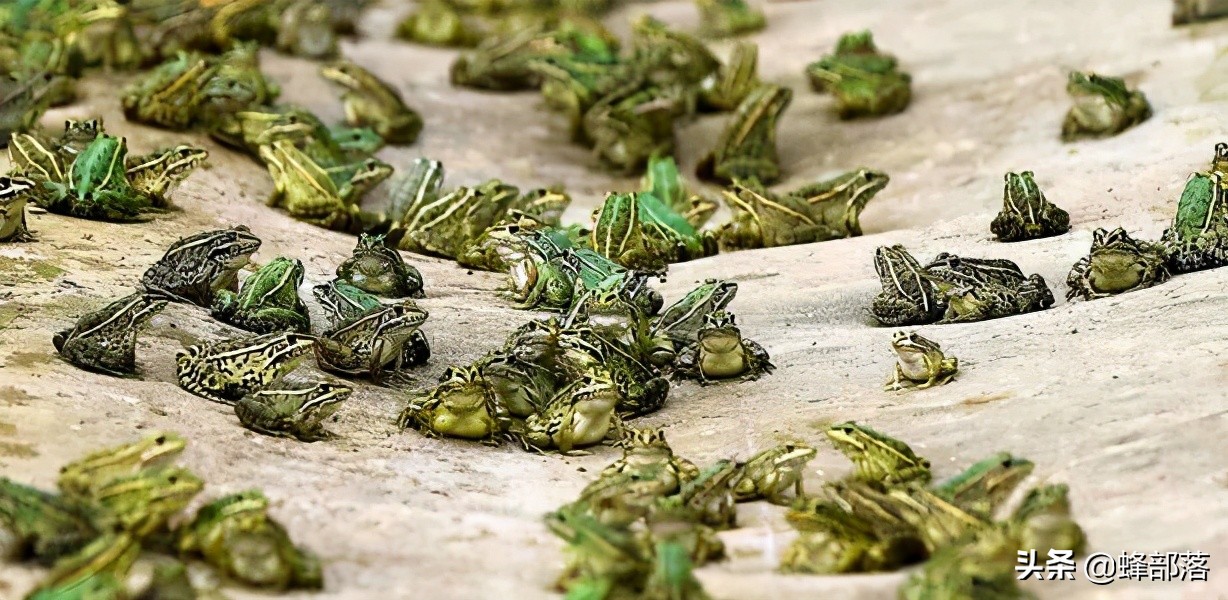 2021年農村發展,這些項目投資不多利潤高,管理好賺50萬是可能的