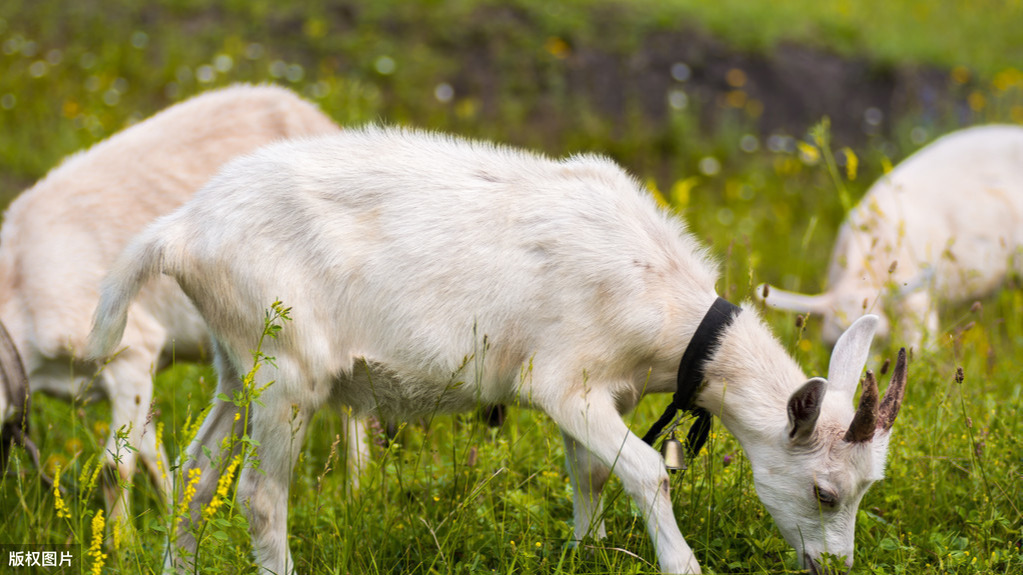 適合農(nóng)村“窮人”創(chuàng)業(yè)，2萬元成本就能賺8萬，你會選擇嗎？