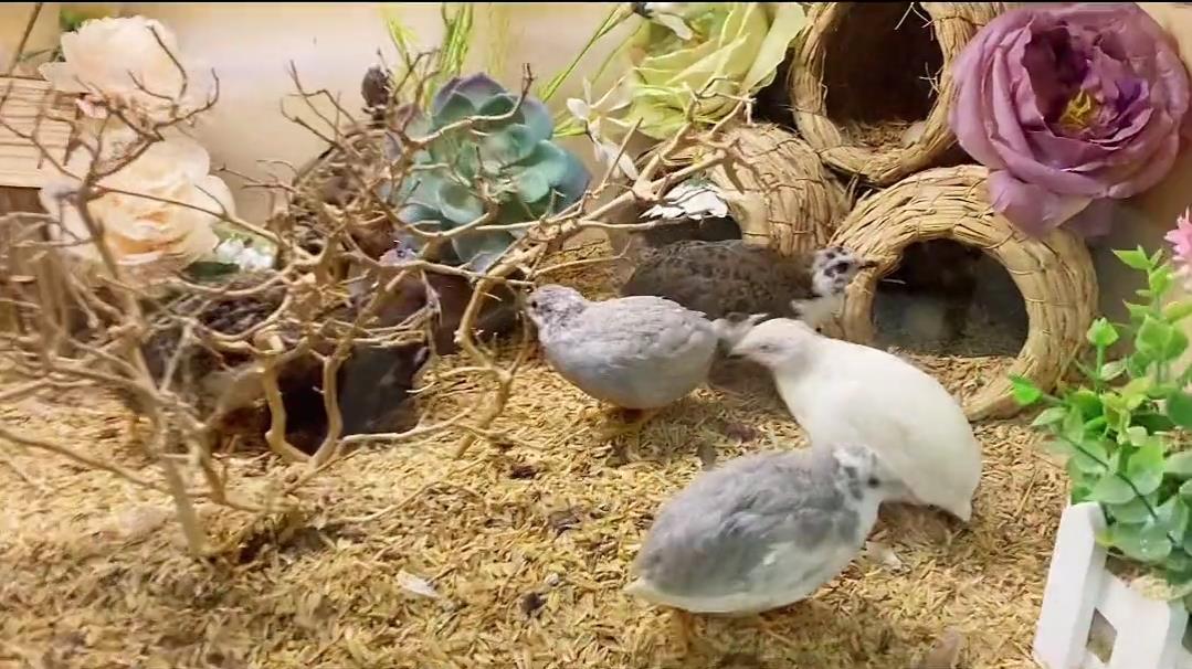 小美女客廳養一窩寵物雞一天撿蛋七八個，體重只有50克，大有可為