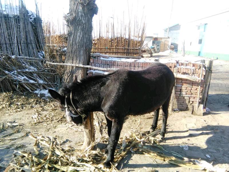農村三個走上致富的養殖項目，投入成本少，很適合窮人創業