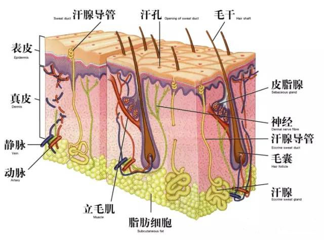到哪里學美發美容(美容美發培訓課程)-專在家創業網