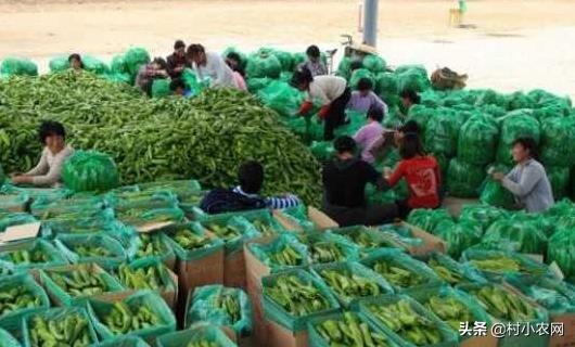 在農(nóng)村創(chuàng)業(yè)，干什么有前景、能快速致富？這6個(gè)項(xiàng)目簡(jiǎn)單又賺錢