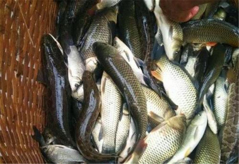 現在農村有哪些無本小生意，能每月收入幾千元的？推薦一下