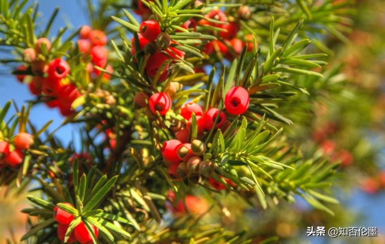 當下要靠種植業發家致富,種什么好?這3個項目不比打工差