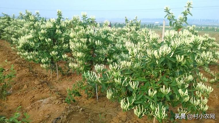 農村創業干啥最賺錢？這12個農村致富好項目，你值得一試