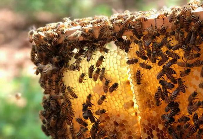 十個不用擔心銷路的養殖項目(1)一般人我不告訴他，看完請收藏