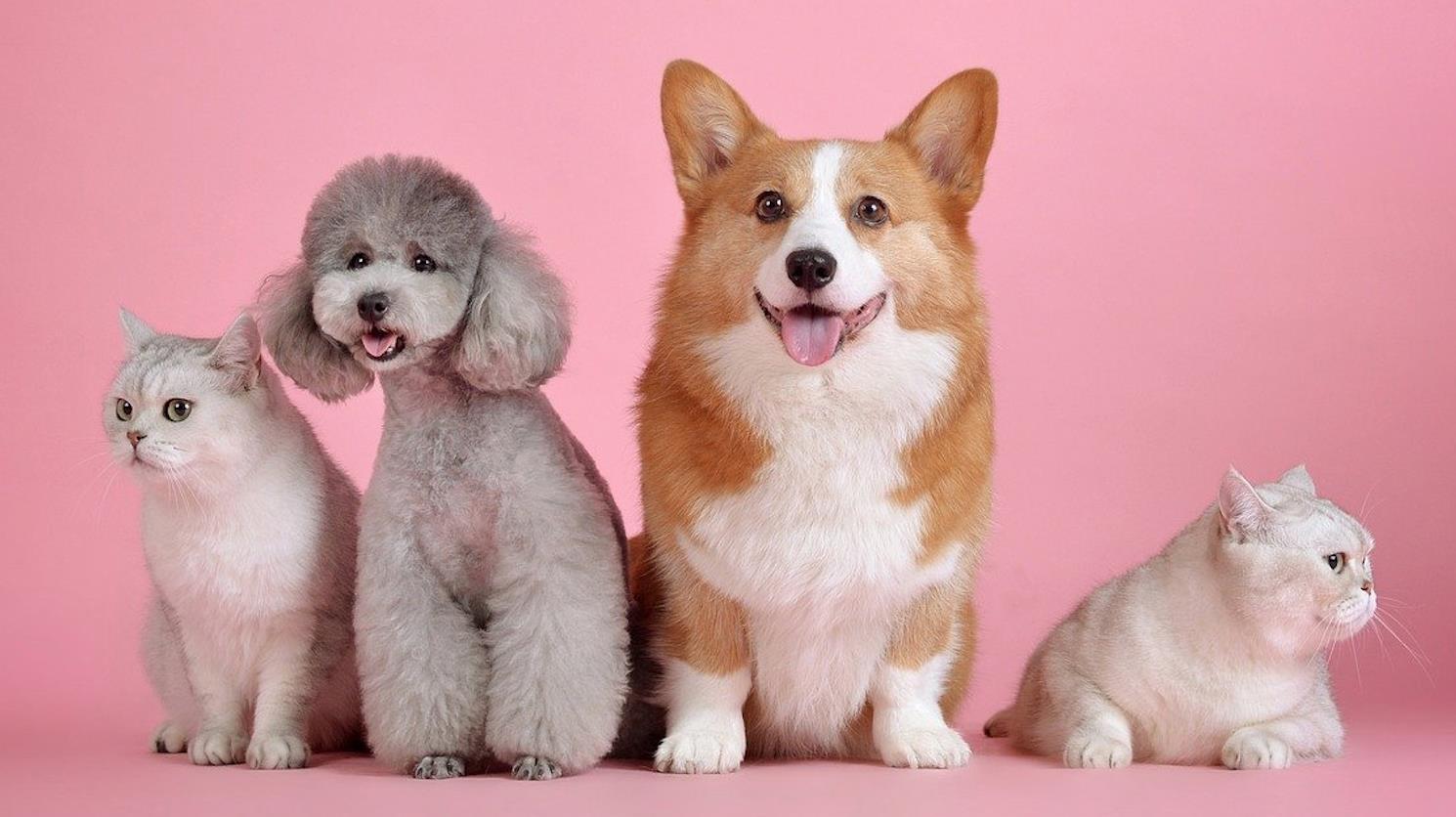 寵物生意可以做什么？寵物帶貨的競爭分析-專在家創業網