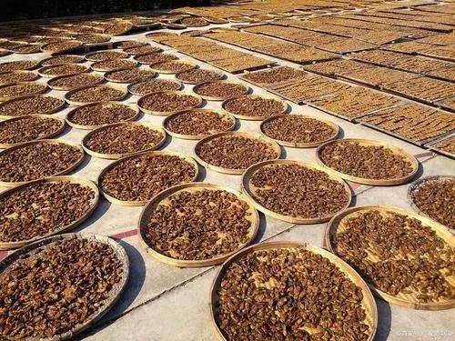 一百多個農村加工好項目,總有一個適合你,想在農村發展的別錯過