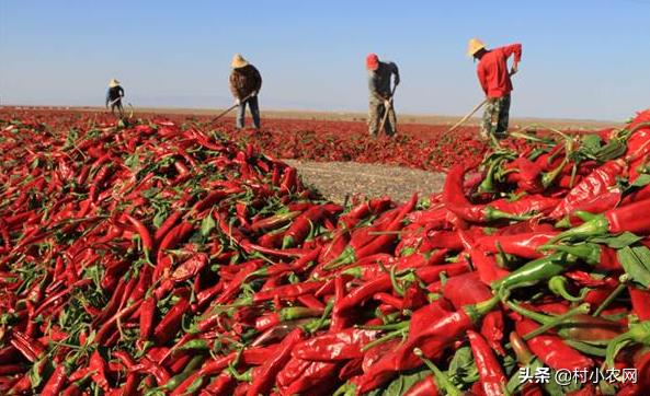 9個適合農村人的賺錢項目！想在農村創業的，你覺得哪個最掙錢？