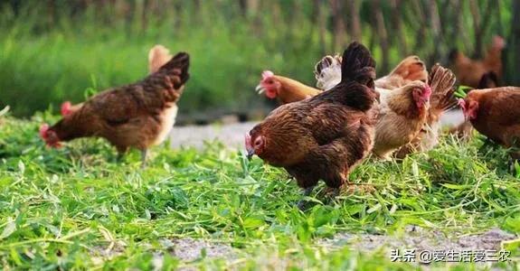 窮人沒本錢怎么創業(養殖什么投資小利潤大)-專在家創業網