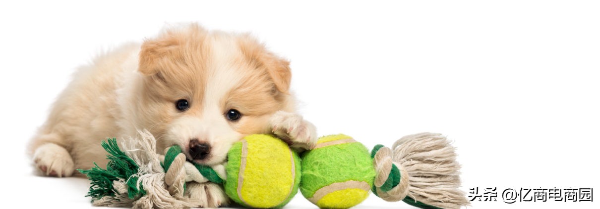 寵物用品進貨渠道（中國十大進貨寵物品牌）-專在家創業網