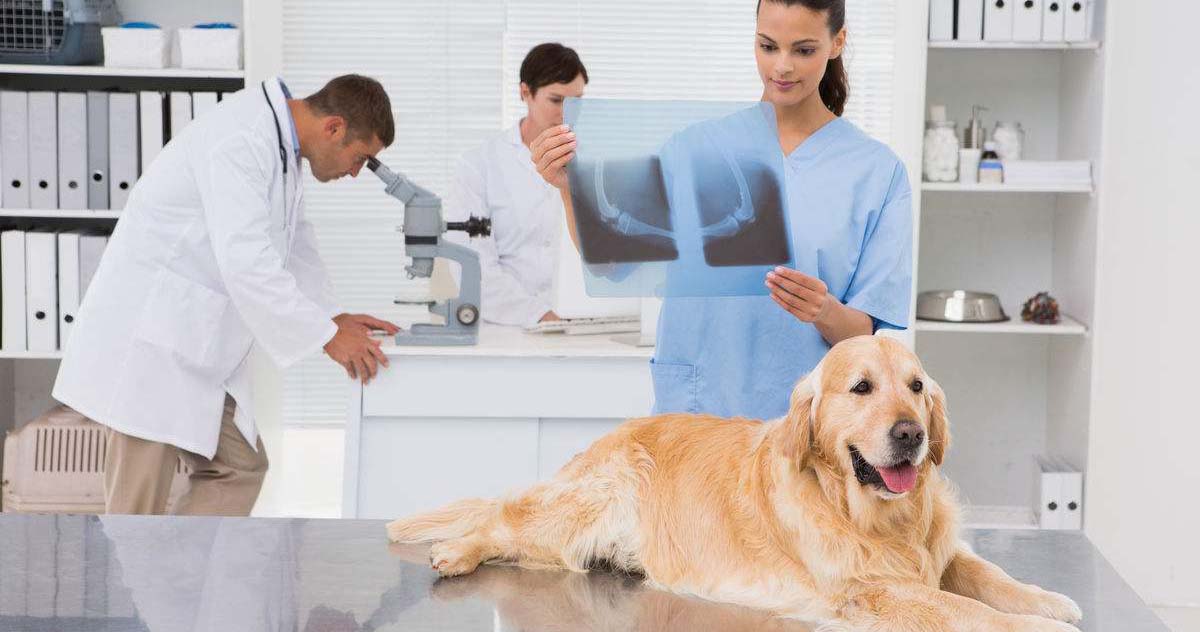 寵物店未來的前景如何（寵物店的市場機遇與前景）-專在家創業網