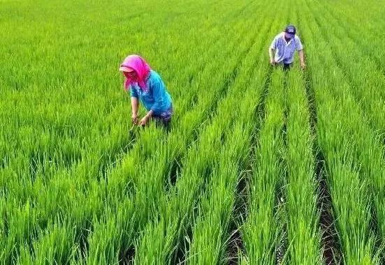 不想打工的農村人,回農村做什么比較合適呢?這些項目值得一試