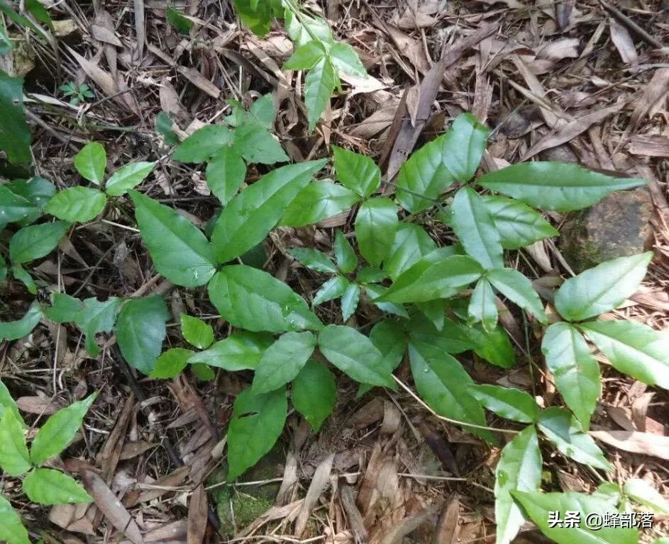 2021年農村發展,這些項目投資不多利潤高,管理好賺50萬是可能的